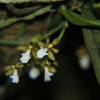Trichoglottis quadriga Atthan., C.Bandara, Peiris & Kumar